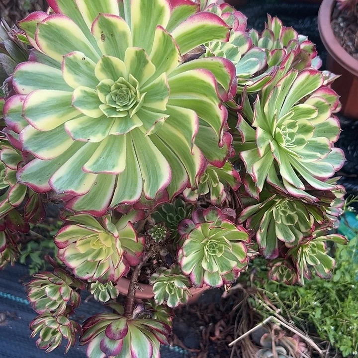 法师锦处理好好看