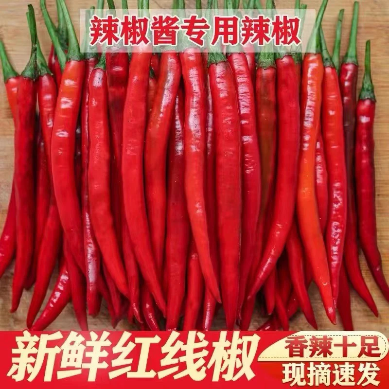 四川新鲜现摘二荆条红辣椒美人椒中辣可做剁椒泡椒炒菜