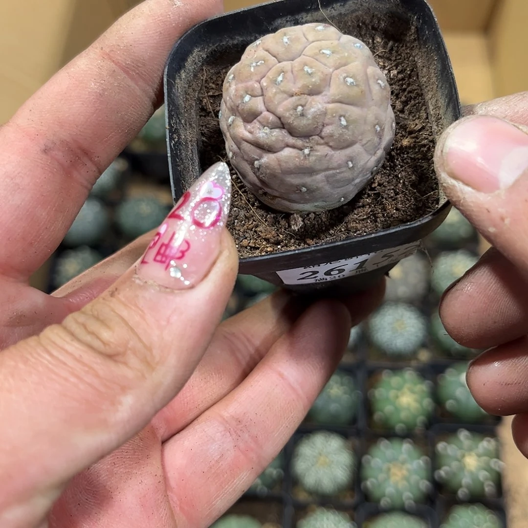 麦**?26152一物一拍单头发货