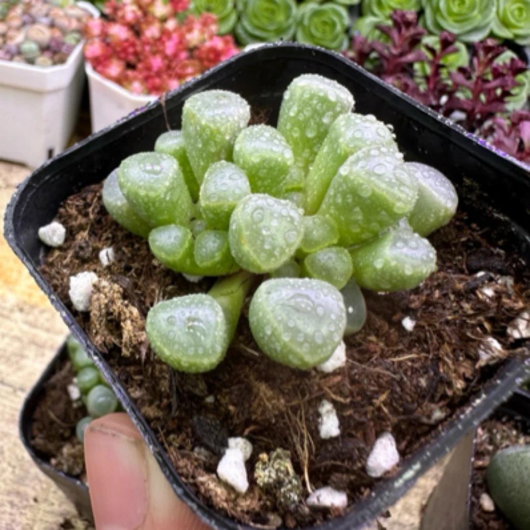 五十玲玉一盆 室内桌面盆栽多肉植物玉露 满9.9包邮