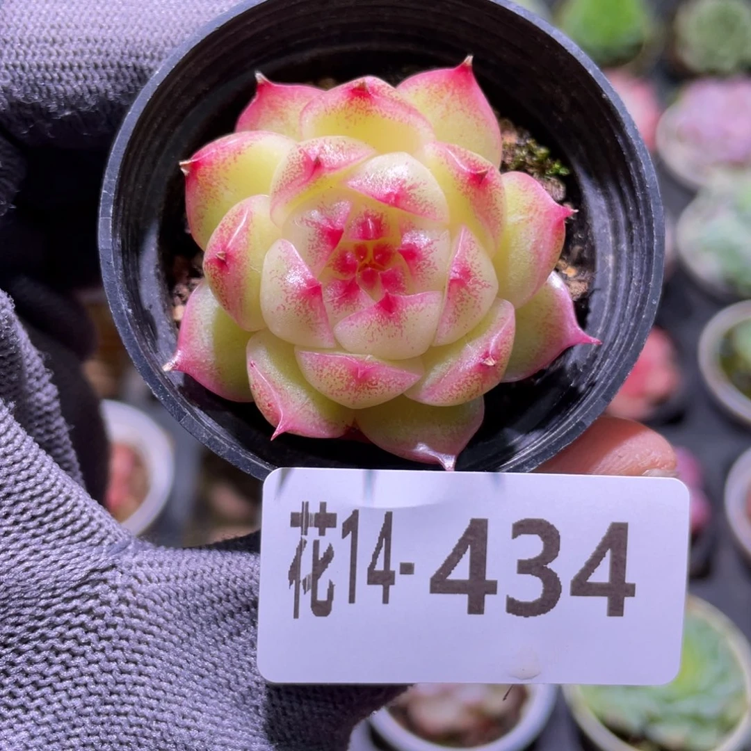 花利美14-434麦秆