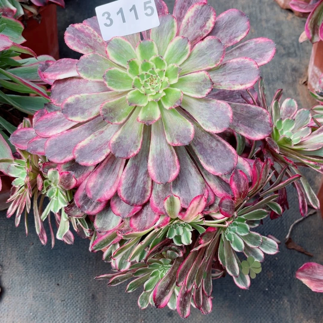 雪浪多肉发货发货