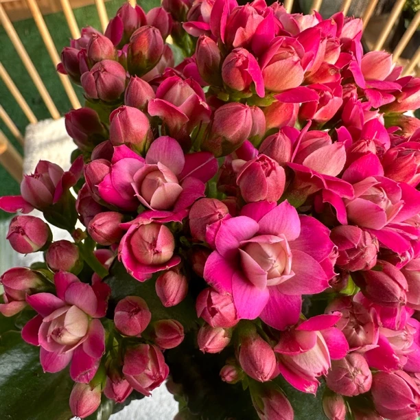 璎珞【100盆】昊景重瓣大花