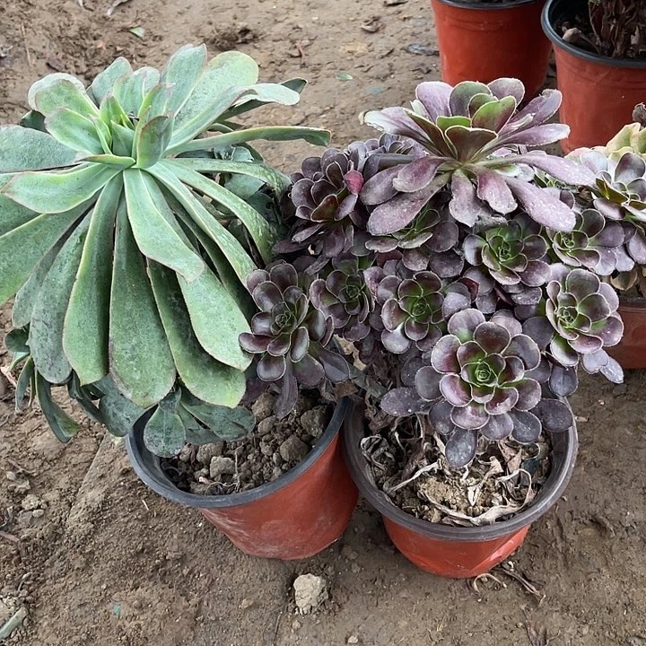 2棵玫瑰玫瑰玫瑰玫瑰