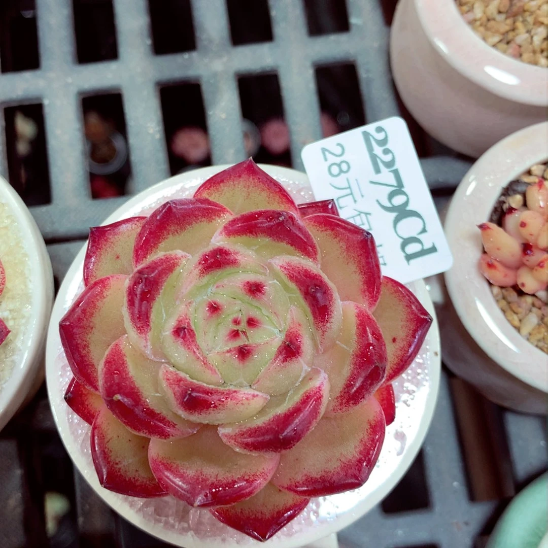 5厘米盆精控多肉2279