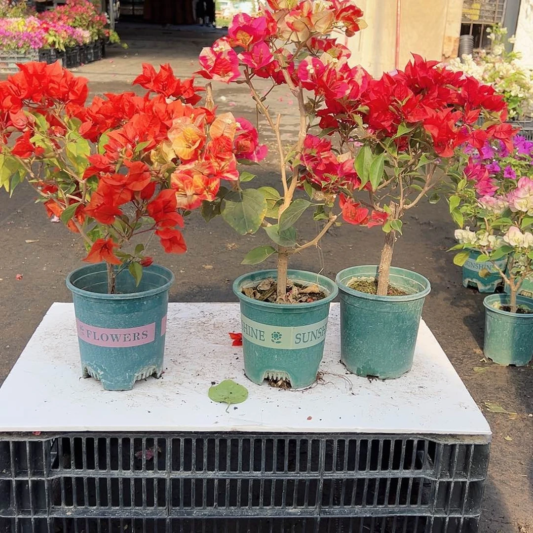 大部分花苞少量开放红桑巴、哪吒，酒红桑巴组合