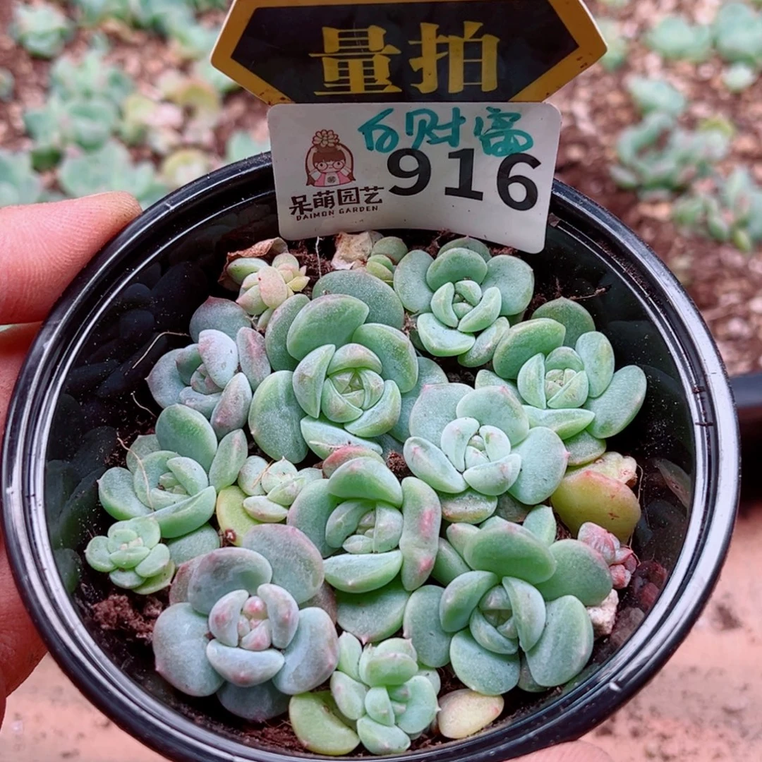 多肉植物多肉植物