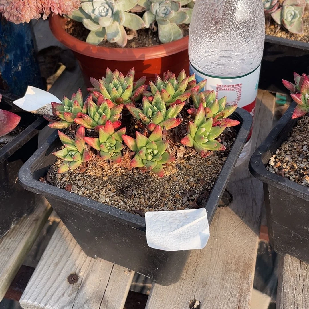 晨溪园艺仙女杯呀