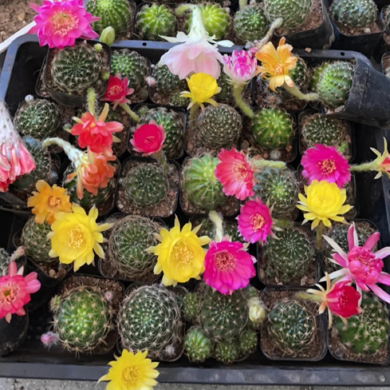 丽花。4棵   脱土裸根发