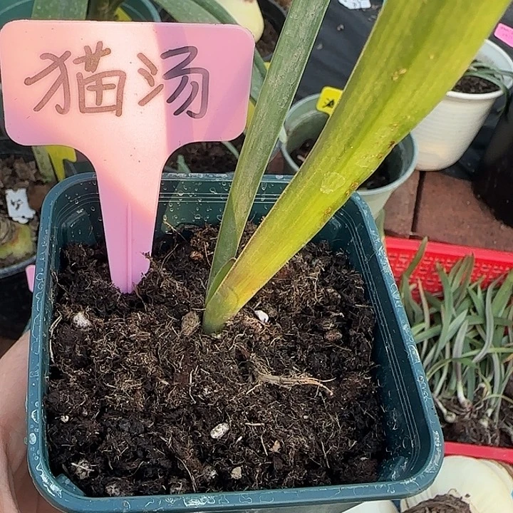 朱顶红猫汤小苗带盆带土发货