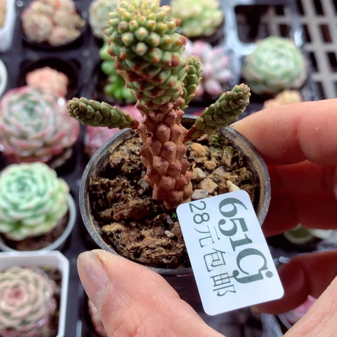 5厘米盆精控多肉651