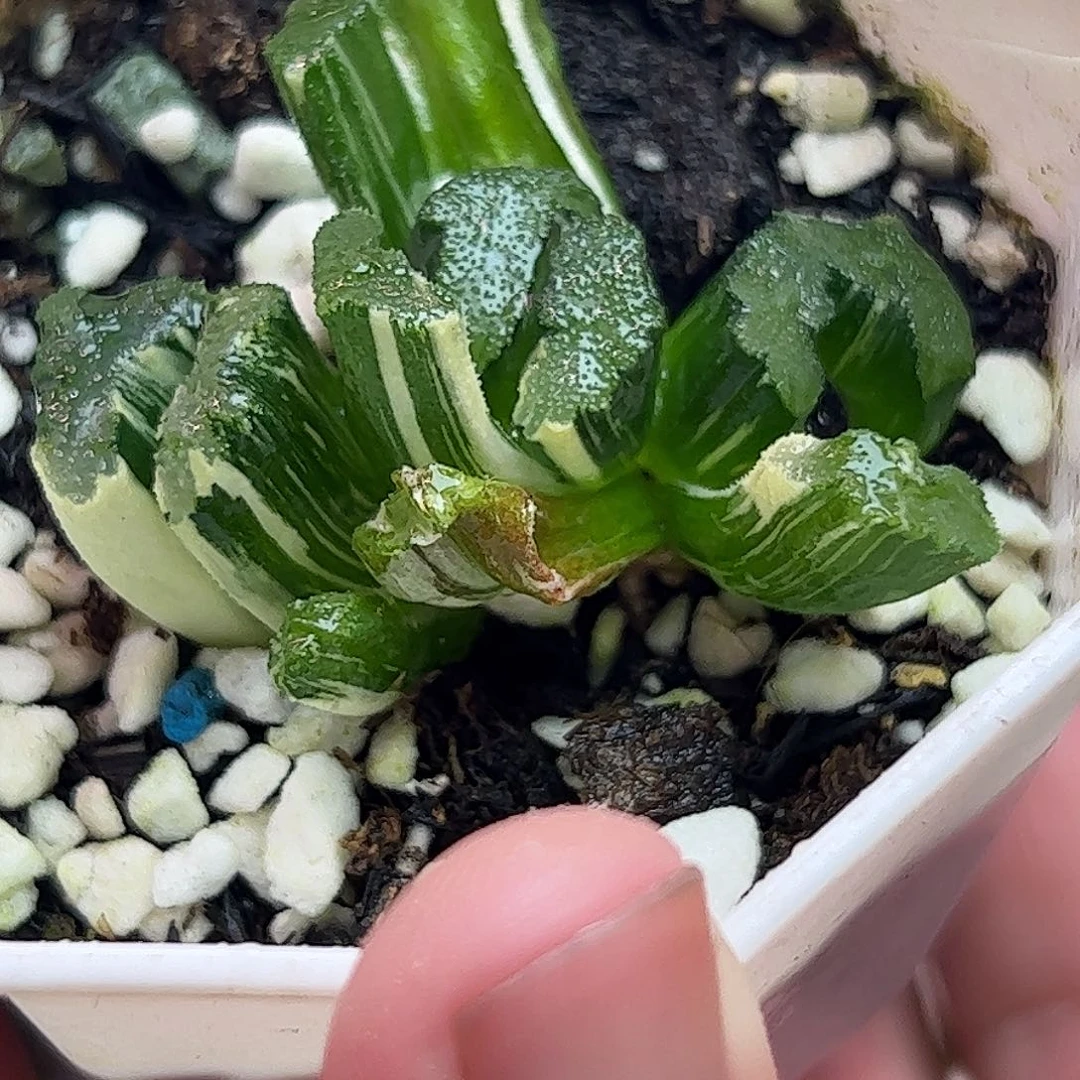 隼杂群锦十二卷多肉