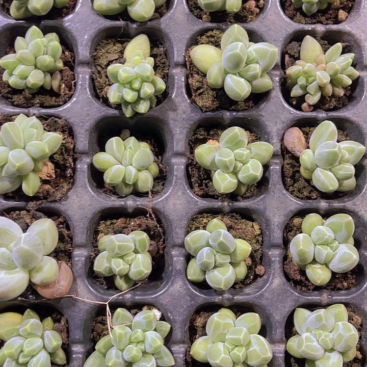 精品黑肌愣叶多肉植物