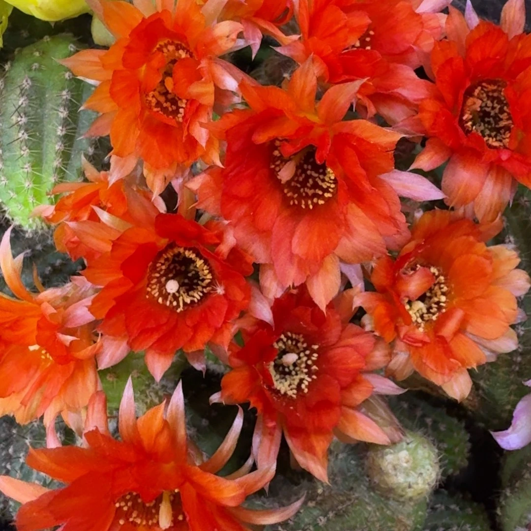 24白檀西班牙阳光歪3个无根侧牙，20包邮