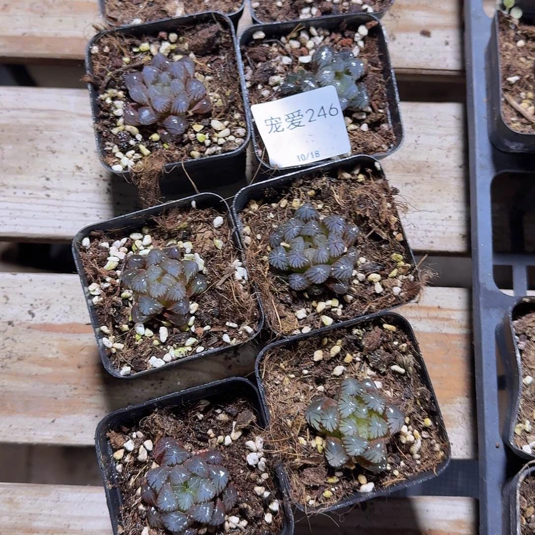 晶****直播福利一物一拍246