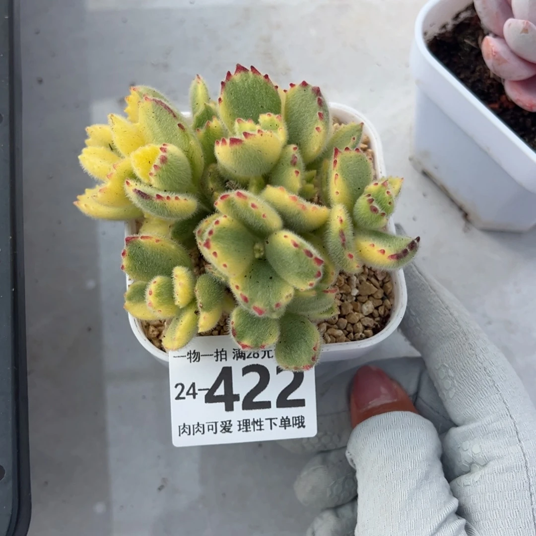 白熊多肉多肉多肉老桩