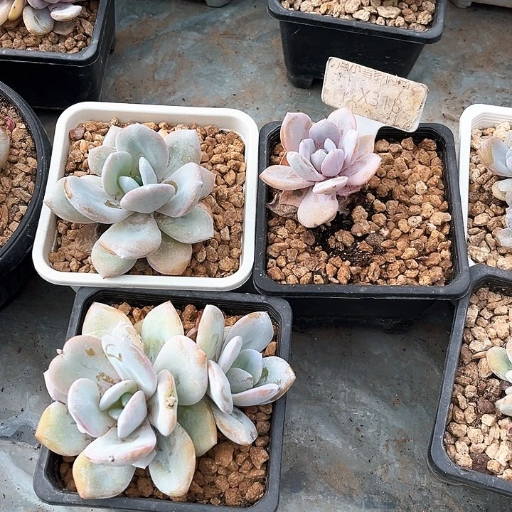 奶茶318号码牌子的话@