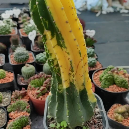 开***你实生短毛丸锦带盆发货