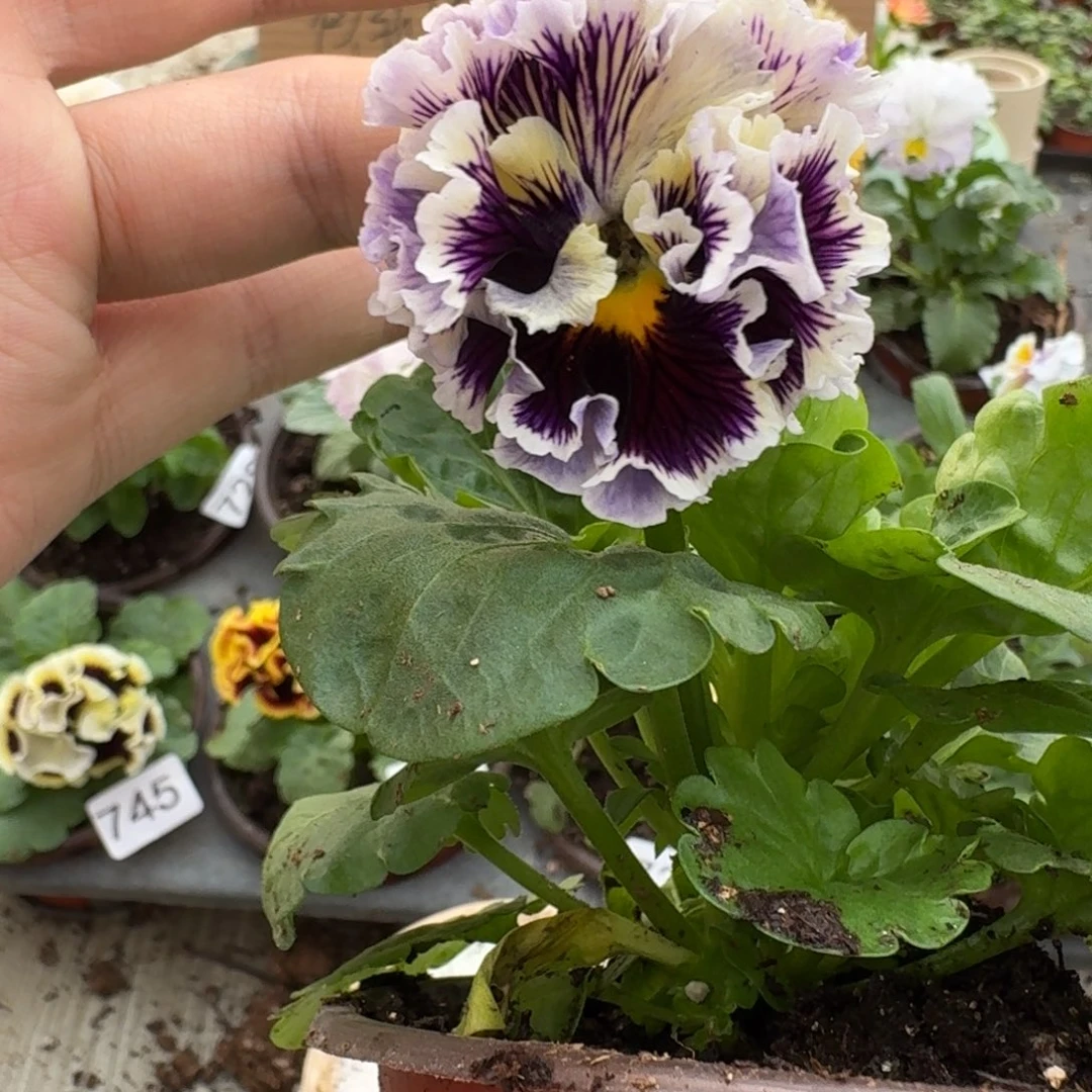 大部分花苞少量开放746