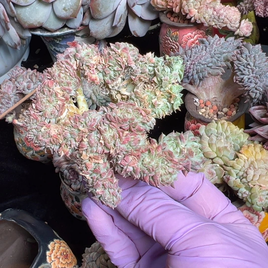 女王缀 新年快乐