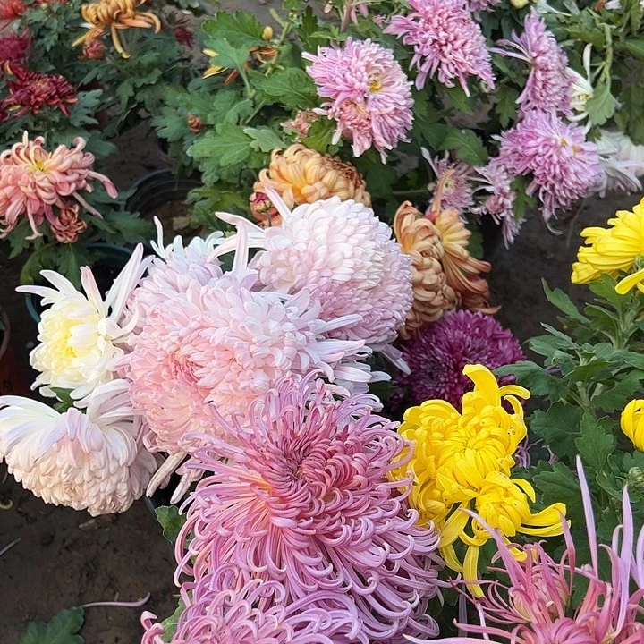 扯***～无花朵瑞银点11111111