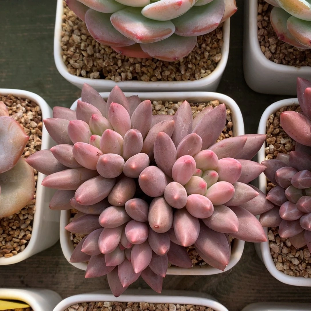 红蜻蜓 三头 一颗