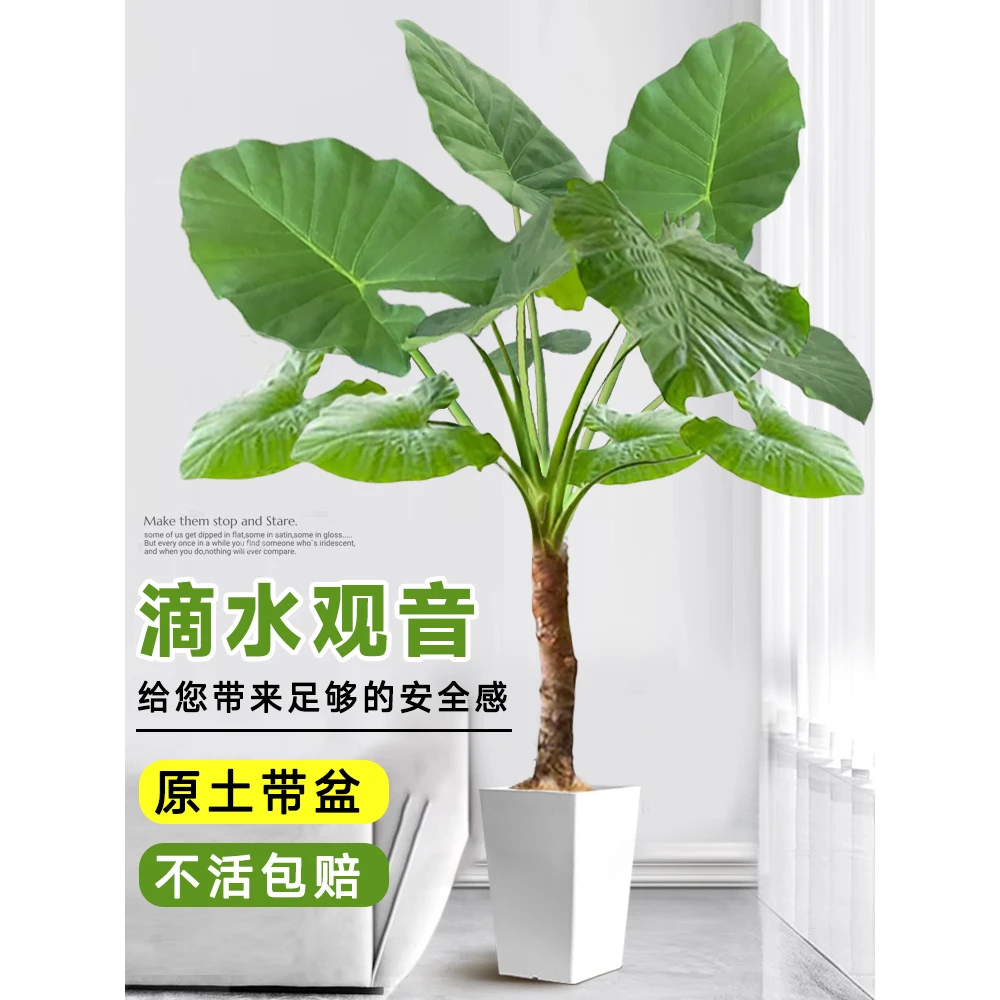 滴水观音绿植大叶老桩盆栽室内客厅大型盆栽庭院盆景海芋水培植物