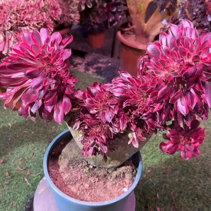 香法师锦缀化483