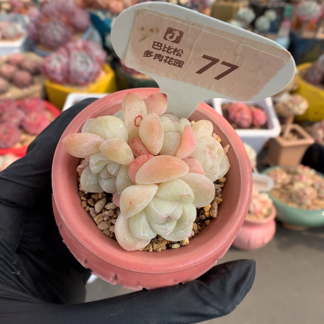 77 粉透冰玉多肉