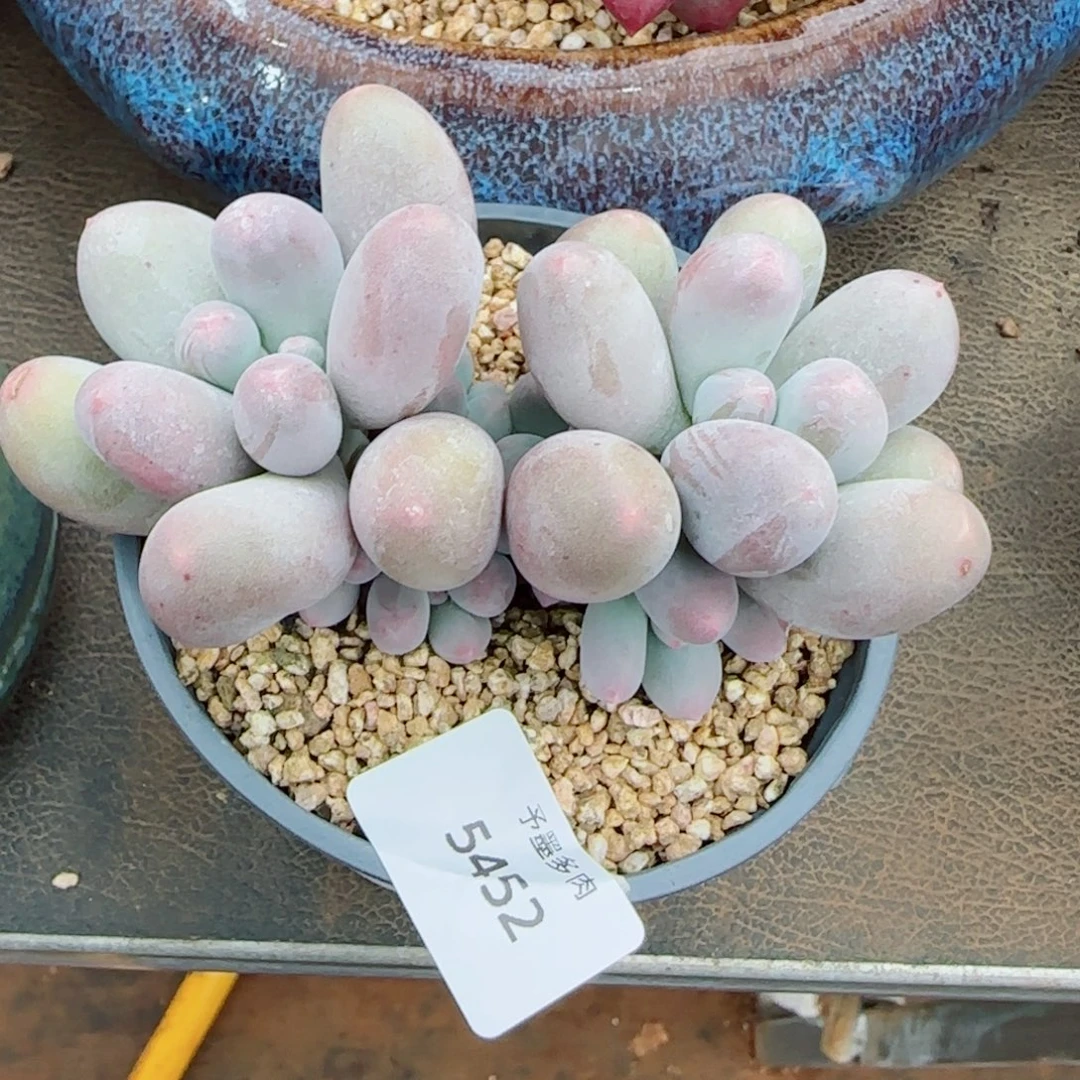 米可奶，5452多肉植物