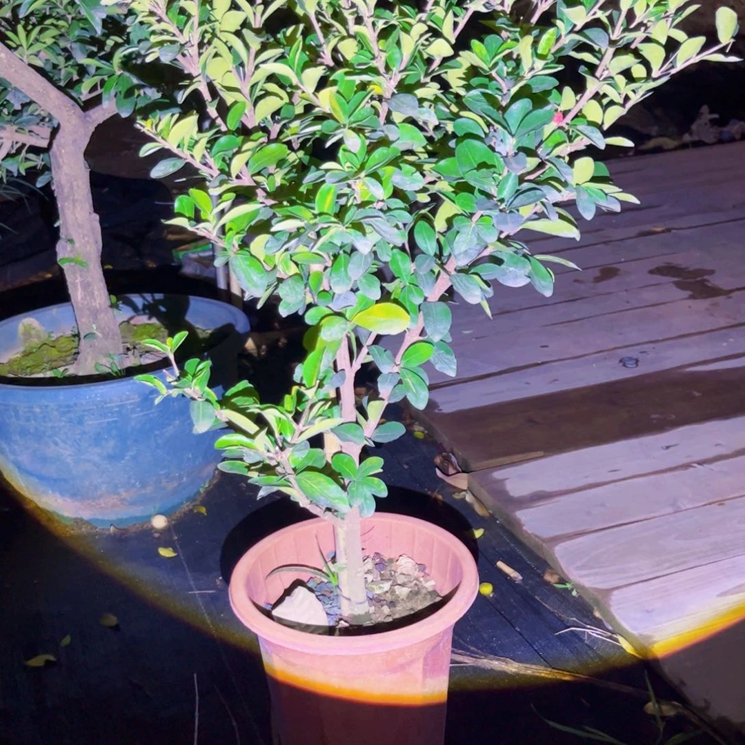 无花朵杨*ddddddddd