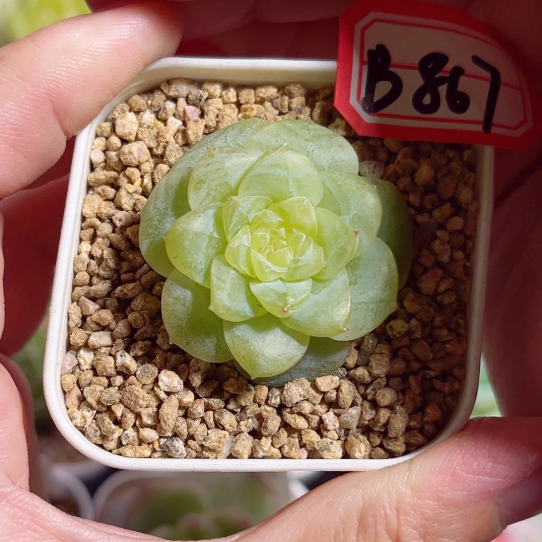 B867 一物一拍 精选珍妮