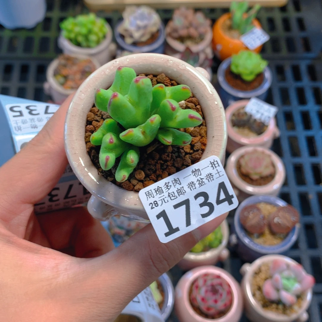 5厘米盆精控多肉1734