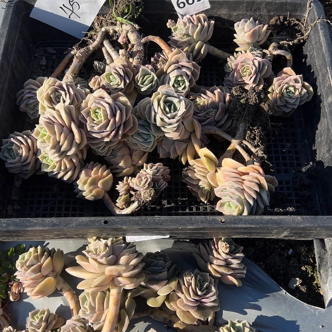 淡**风45不售后4颗可爱玫瑰