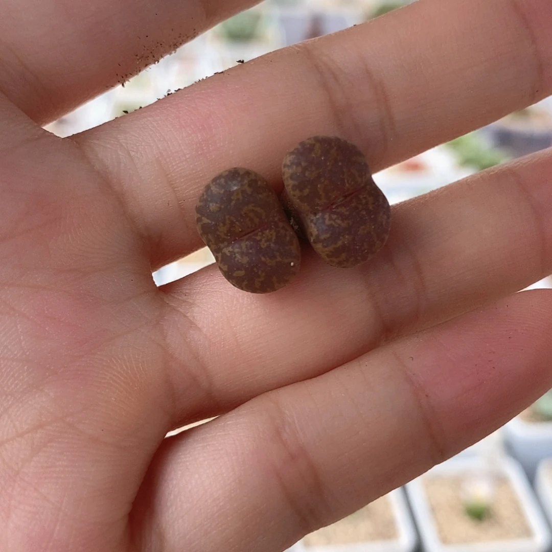 一物一拍朱雀勋章双头母本