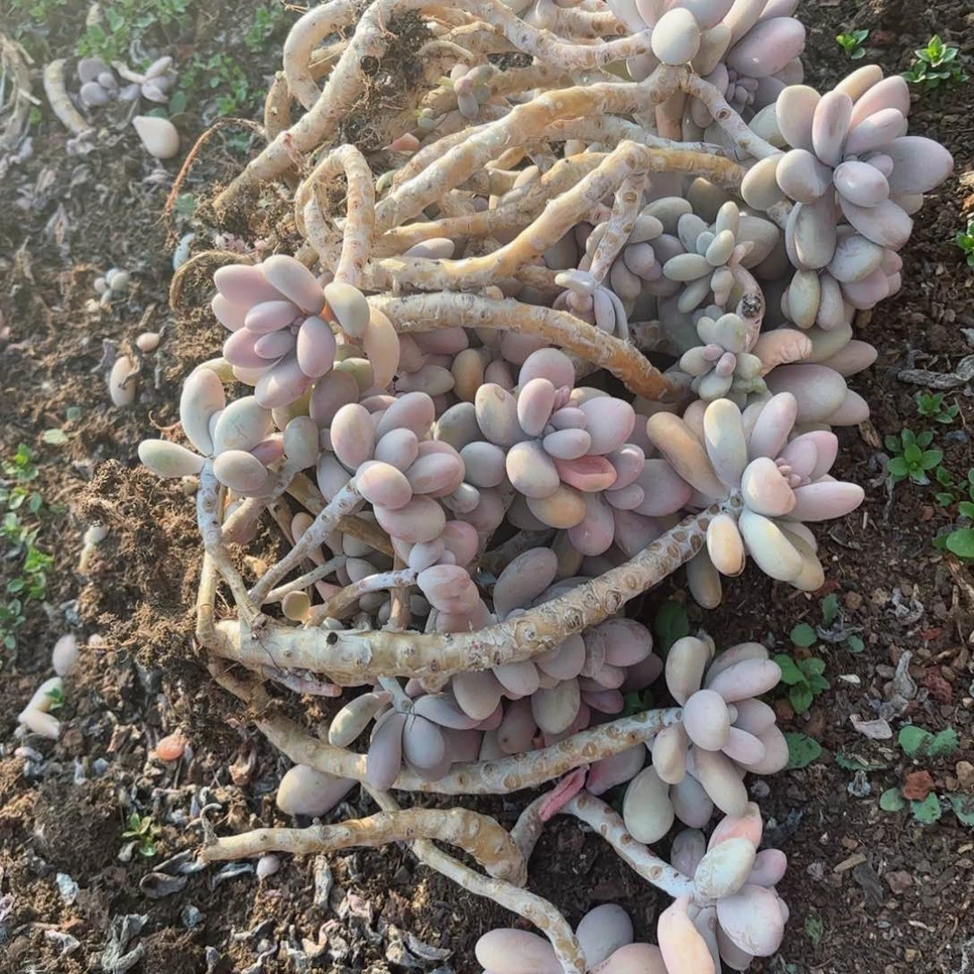 子*小桃蛋散装的20-2。