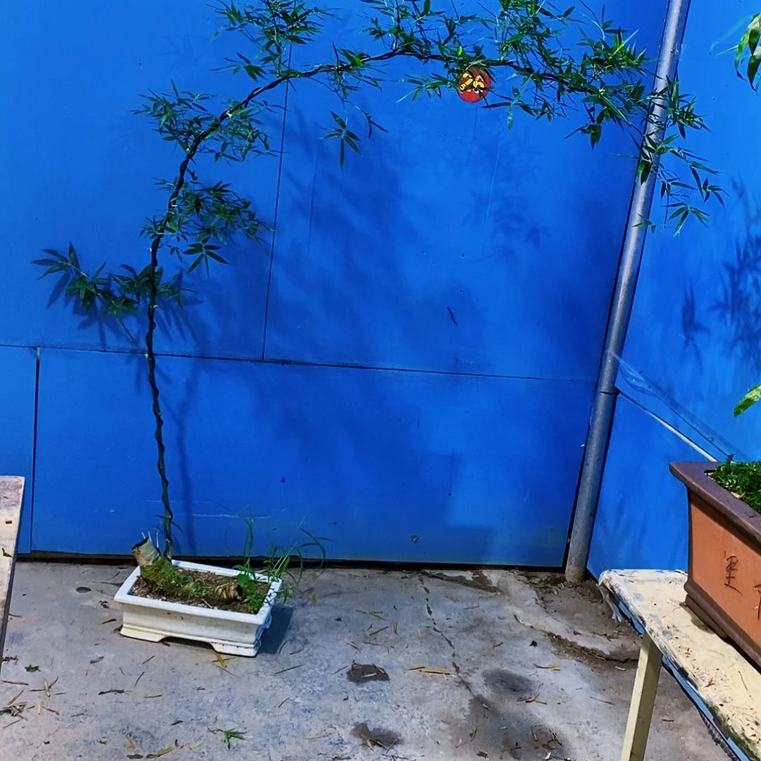 无花朵小叶簕竹一物一拍