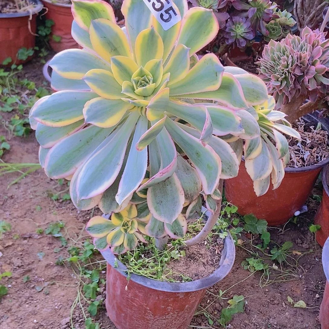255灿烂老庄朵朵特价