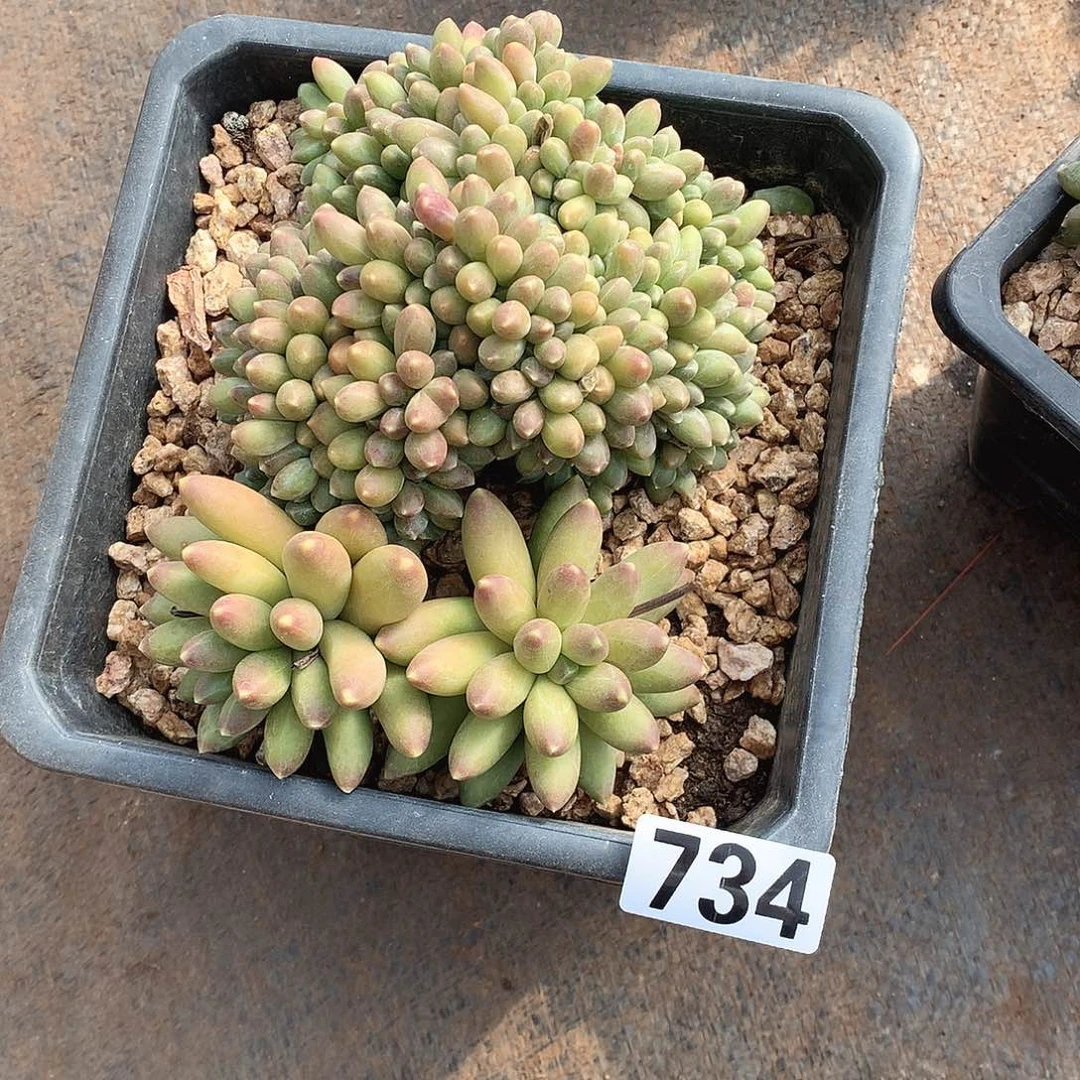 734千代田 一物一拍多肉