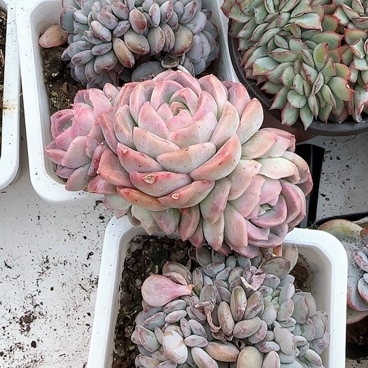 心****师青蛙王子儿童牙膏111