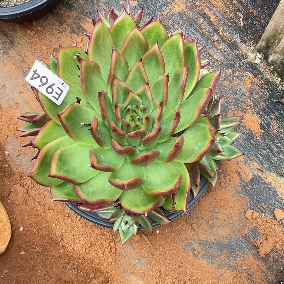 若如东云筐拍E964