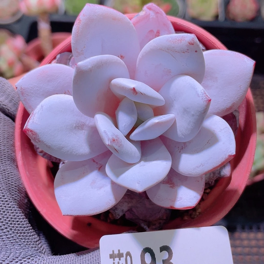 花利美 9-93粉雪莲