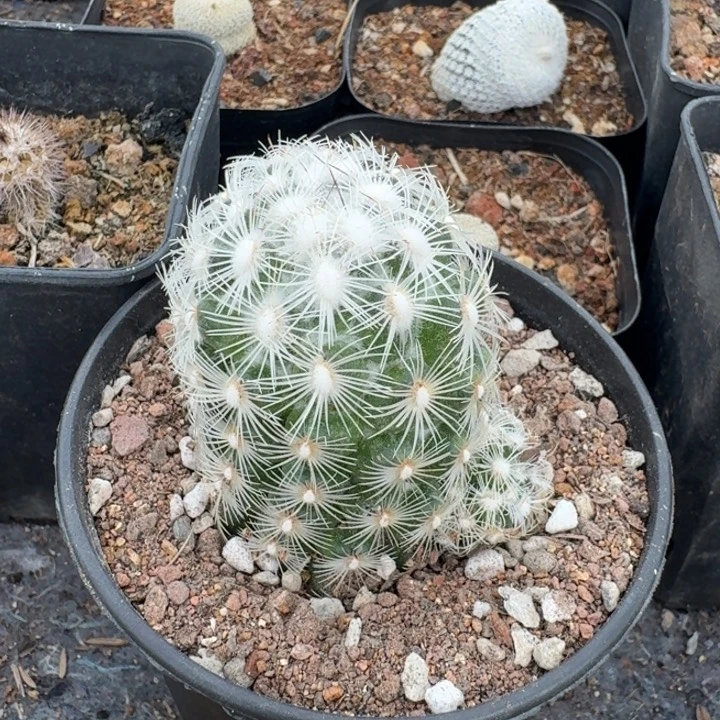 ?****?都锦自根仙人球