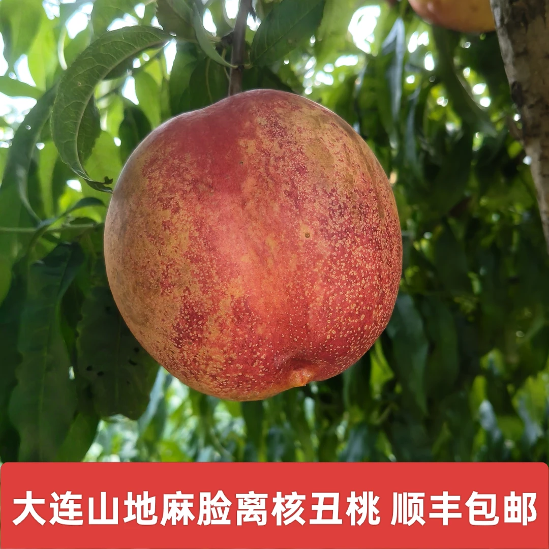 【顺丰包邮大连丑桃】大连山区晚熟麻脸离核丑桃黄心礼盒装钱数九