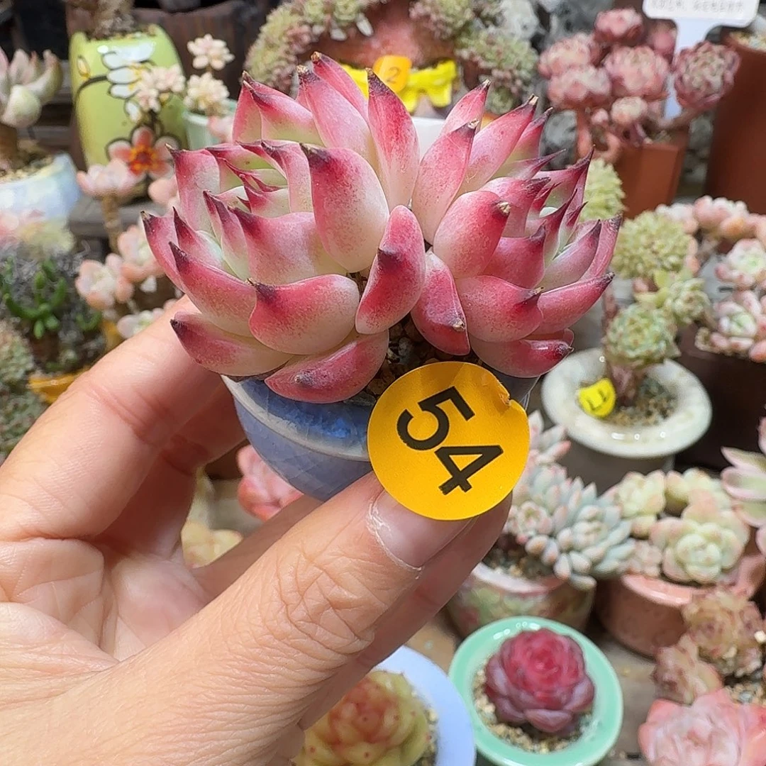 54 多肉含盆土 30元包邮非偏远