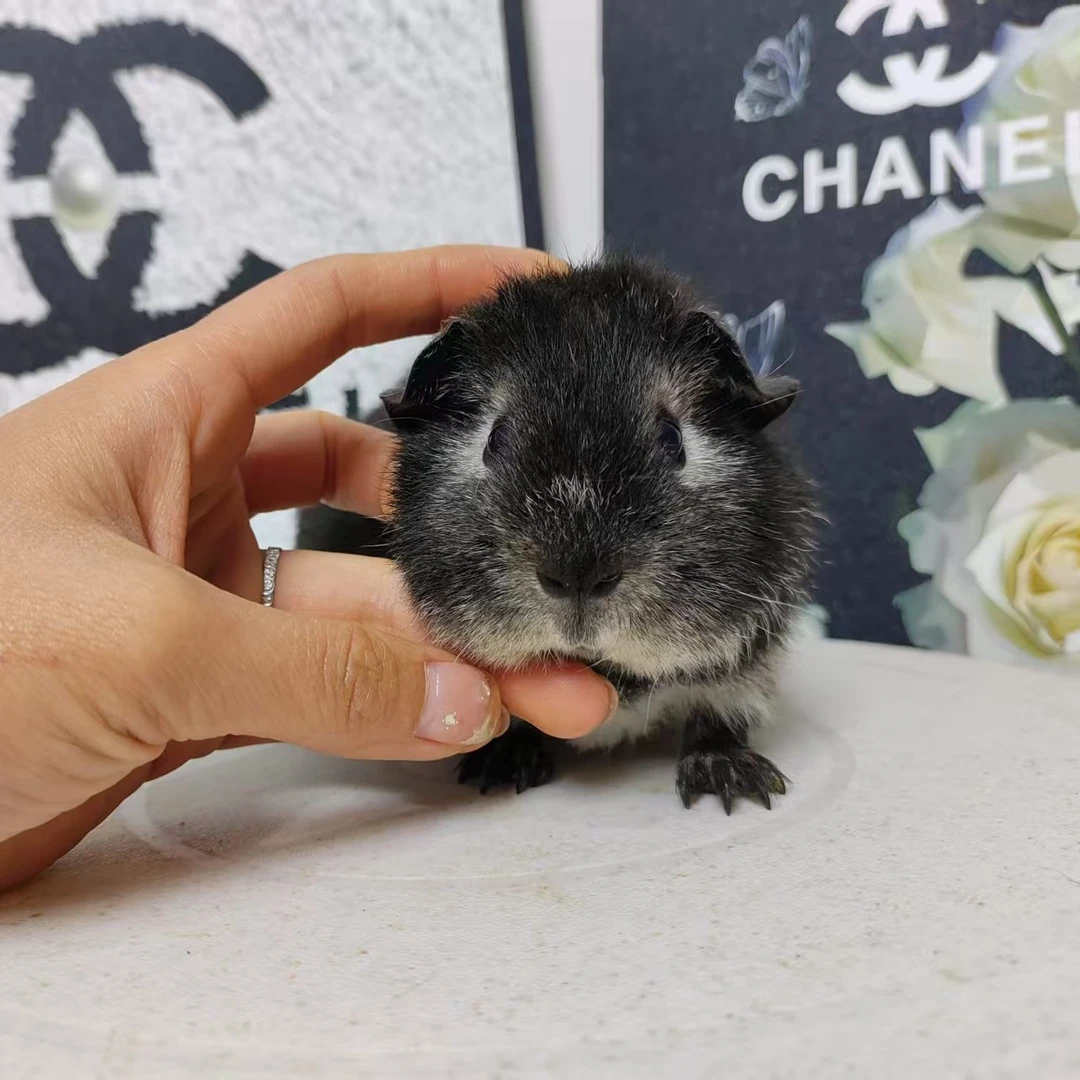 福克斯妹妹两个月荷兰猪