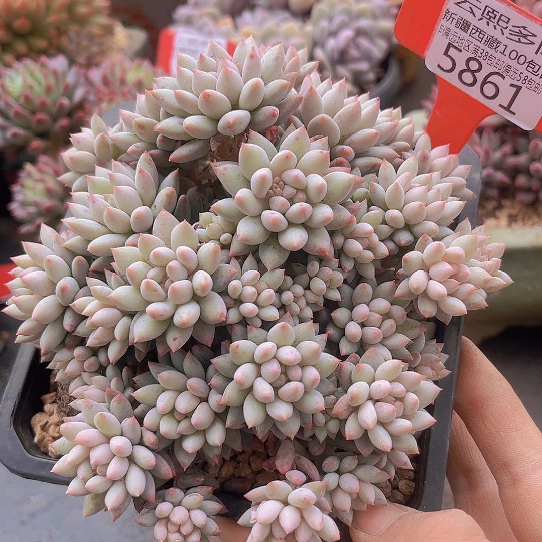 5861明珠美人多肉植物