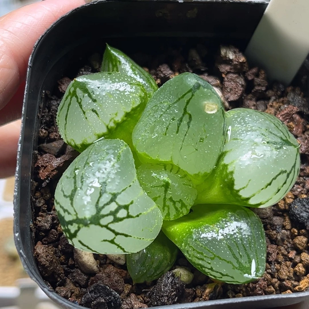 47巨大化虞美人/杨贵妃（叶片有伤介意勿拍）福利专场