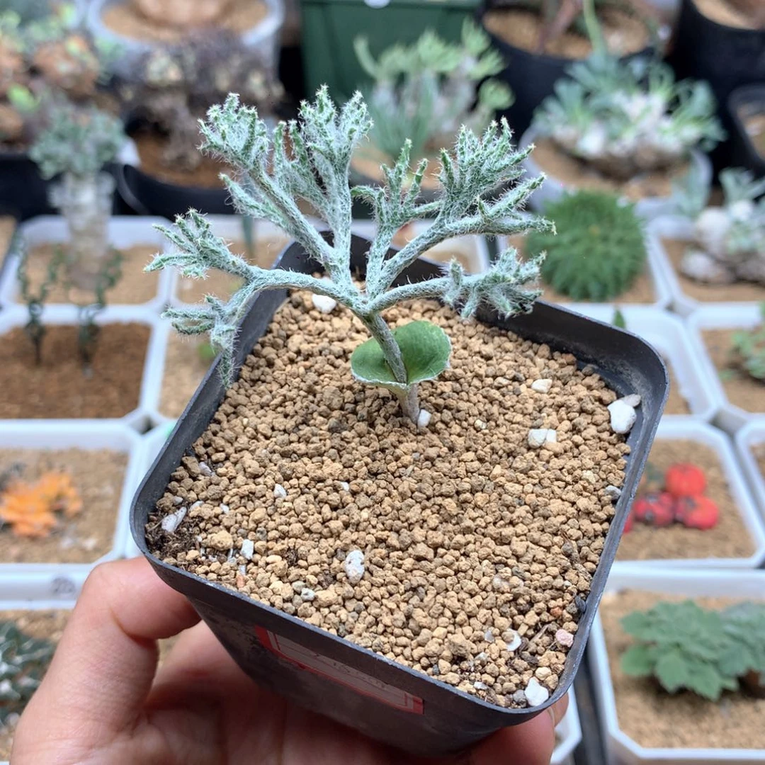 N**A将军幡雾冰玉带盆多肉