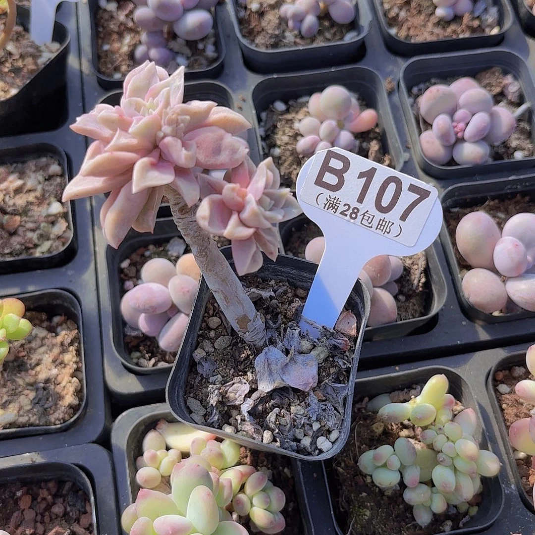 妍***B107可爱玫瑰一物一拍